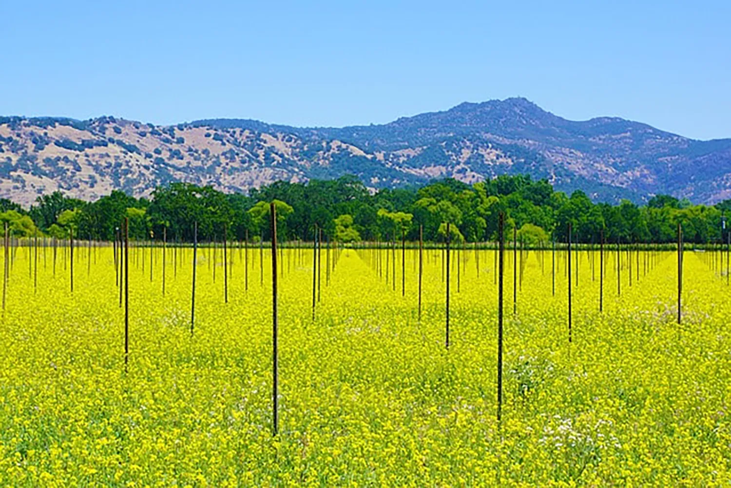 Winery with mountains in the background in Napa Valley